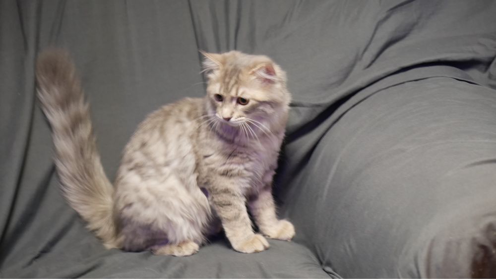 Скоттиш фолд кошка