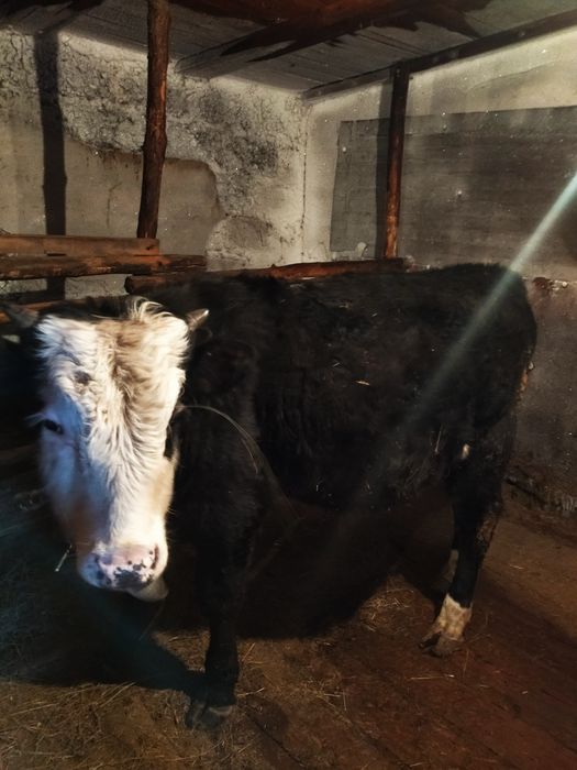 Продам бычков с откорма !