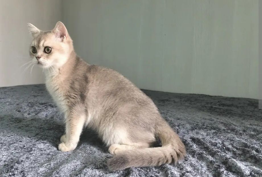 Котята Шиншиллы голубое золото