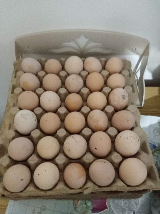 Яйцо.             .