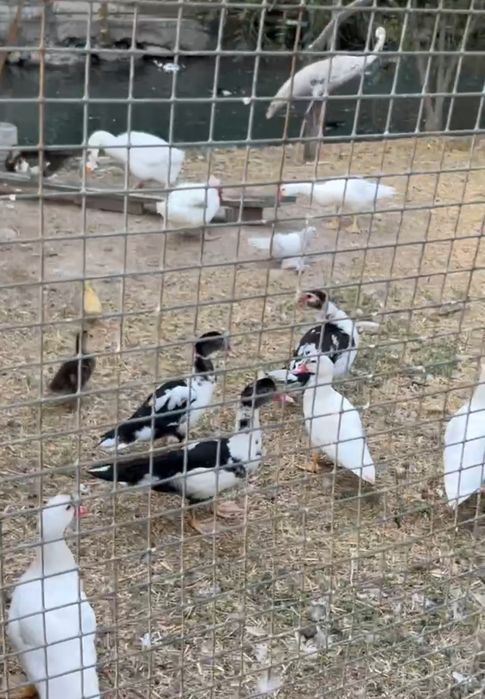 Гусы королевские, индоутки