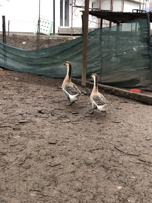 Vând gâște pereche