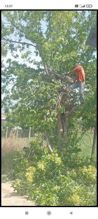 Рязане на опасни дървета