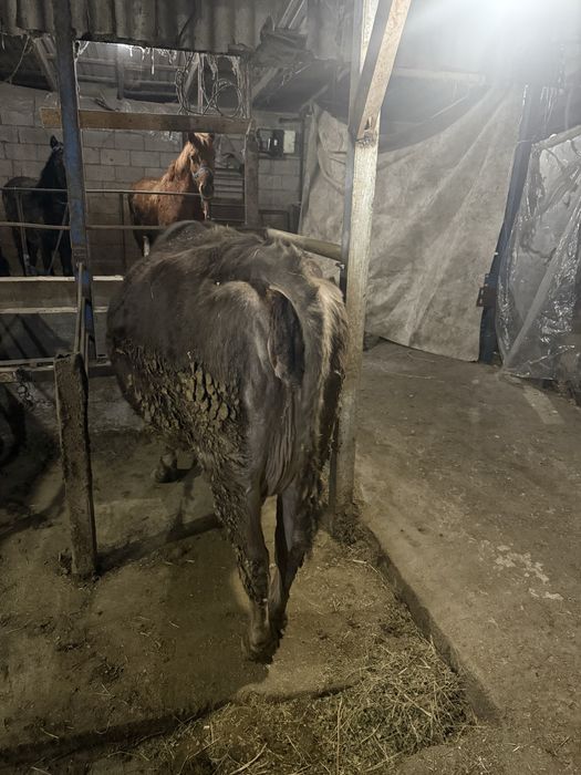 Корова  алатау стельная