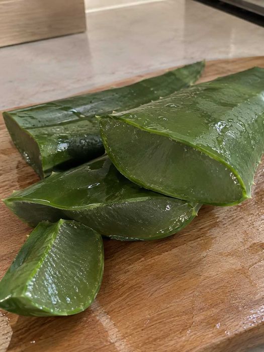 Алоэ Лечебное Астана