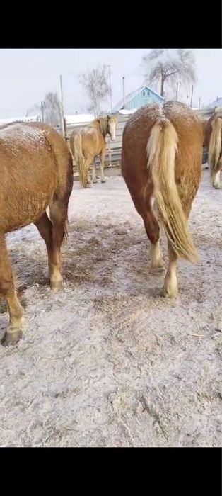 Продам кобылы тяж
