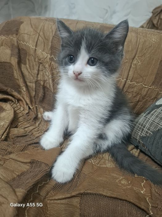 Отдам котят в хорошие руки