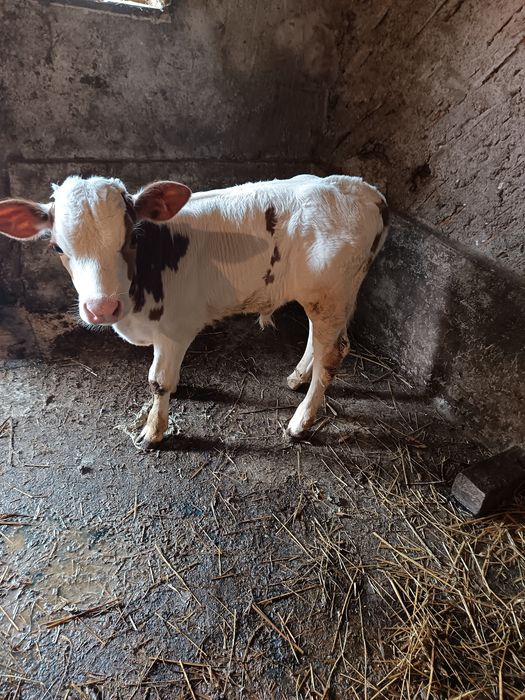 Viței de vânzare, Relații la nr de telefon 0721494958
