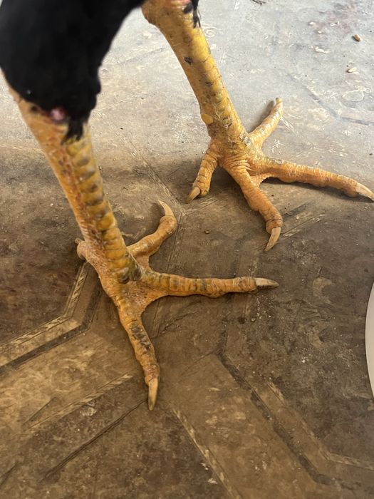 Бойцовый дакан ганой микс китай 7 месяцев