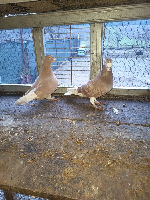 Porumbei diferite rase