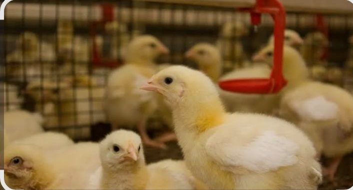 Продам петушков ломан браун