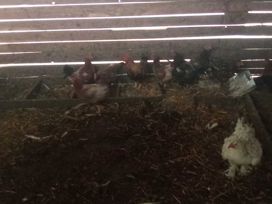 Vând găini, cocoși, curci.