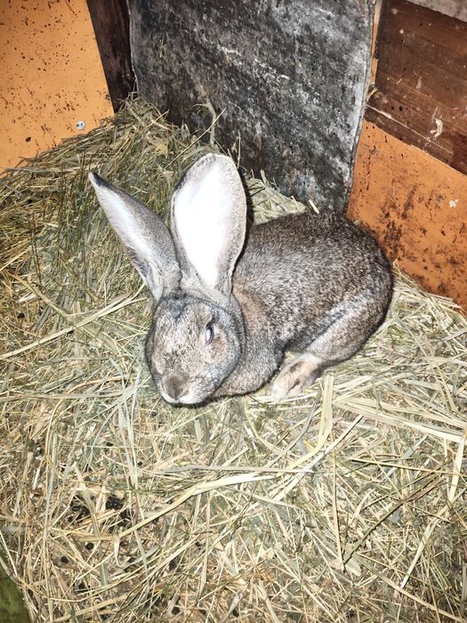 Vând iepuri uriaș german