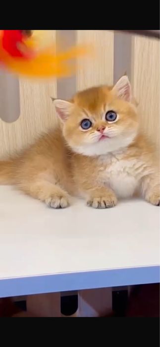 Манчкин Munchkin