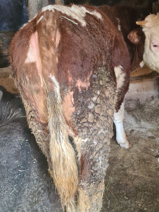 Un tauras 10 luni frumos mâncăcios baltat din vaca foarte mare bun  sa