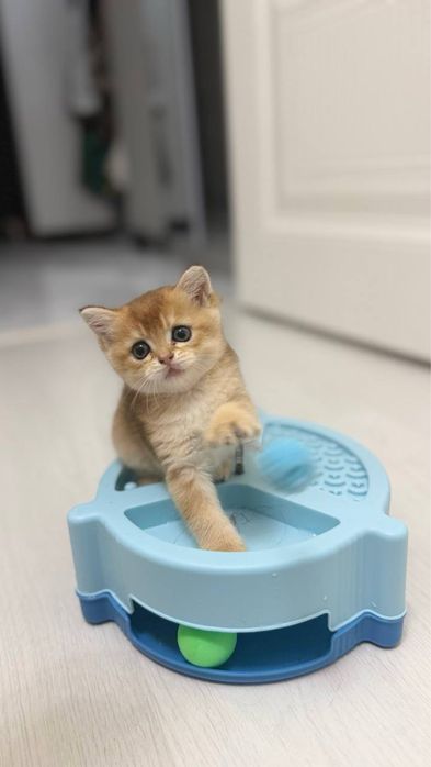 Шотландские прямоухие котята (Scottish Straight)