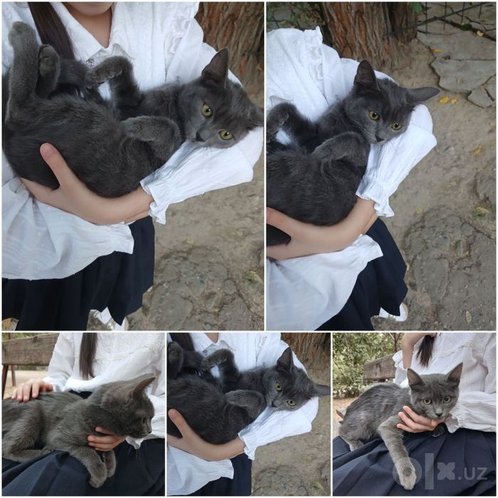 Котёнок 3 месяцев