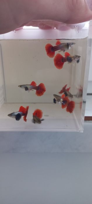 Guppy Dumbo red tail