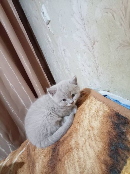 Продаются два  Шотландских котёнка