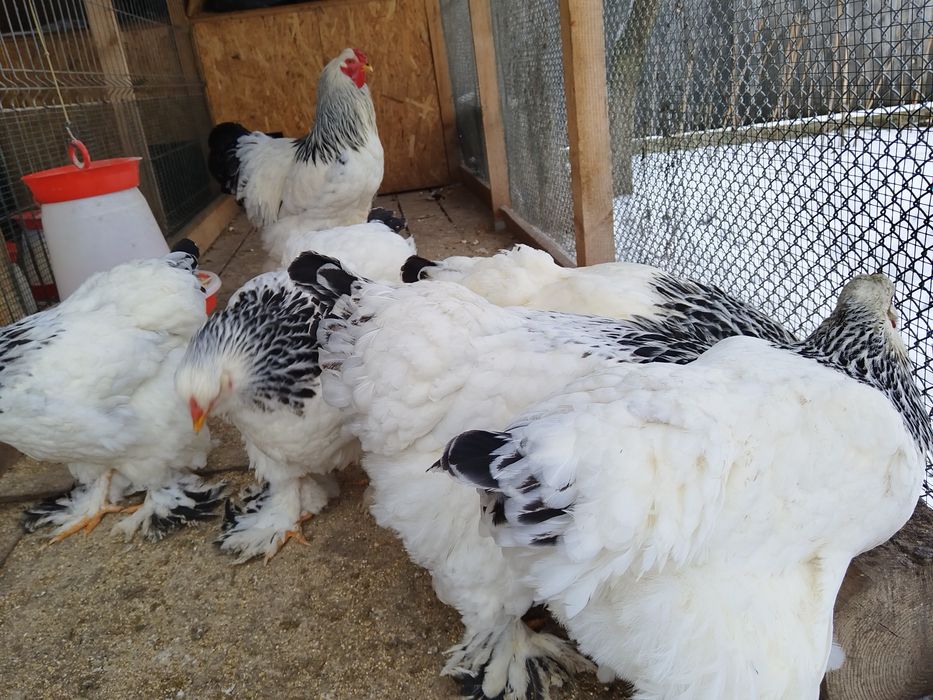 Oua incubat de la gaini Rasa Brahma HD