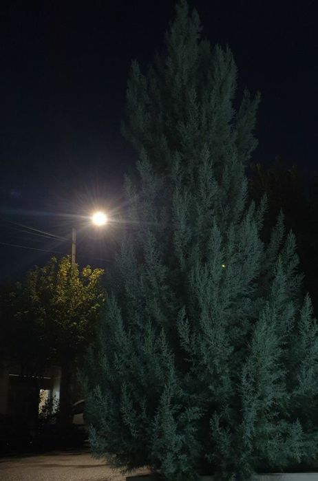 Итальянский кипарис