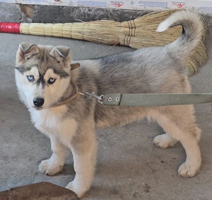 Продам хаски чистокровный