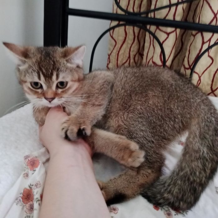 Мальчик золотой Шиншила