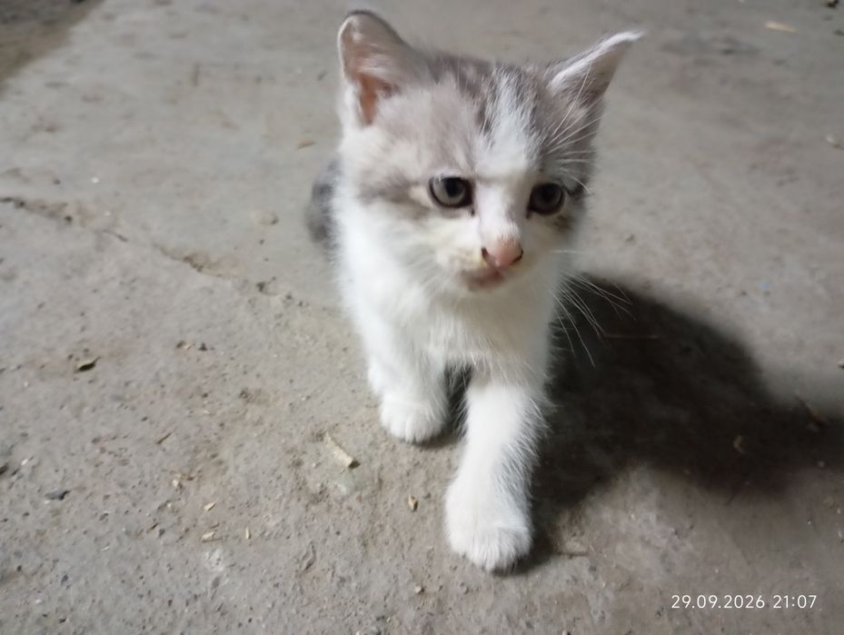 Отдам котенка в хорошие руки.