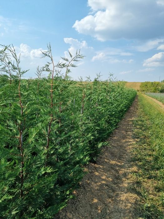 Pepiniera Cristea vinde Chiparos Leyland gard viu (altoit)