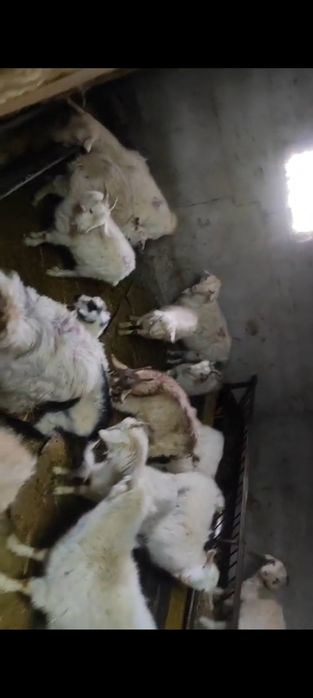 Қой Ешкі Баран Козлы