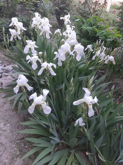 Цветы ирис белого цвета