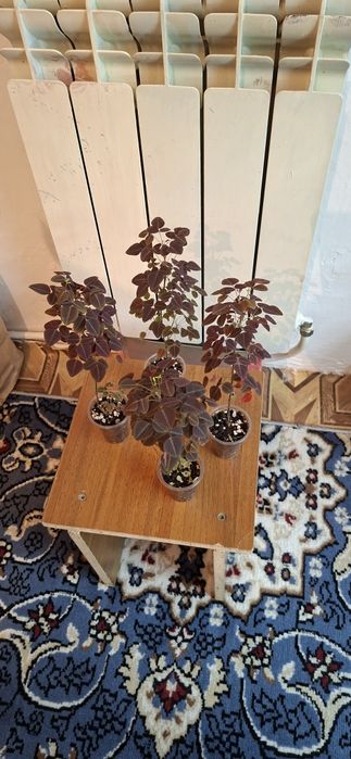 Оксалис или кислица