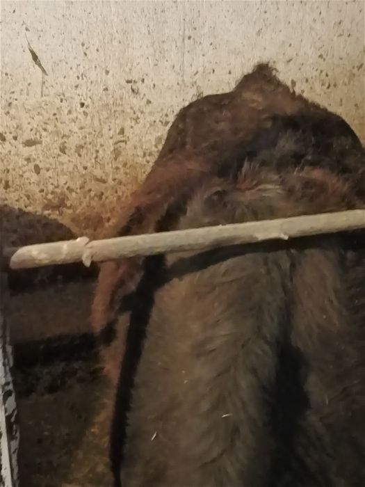 Байланган семиз тайыншалар сатылады