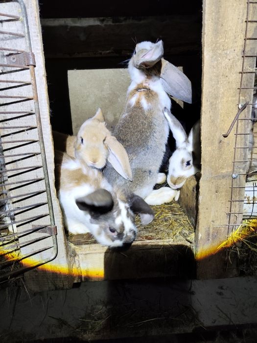 Продаются кролики