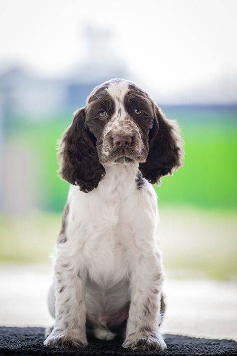 Английски спрингер шпаньол