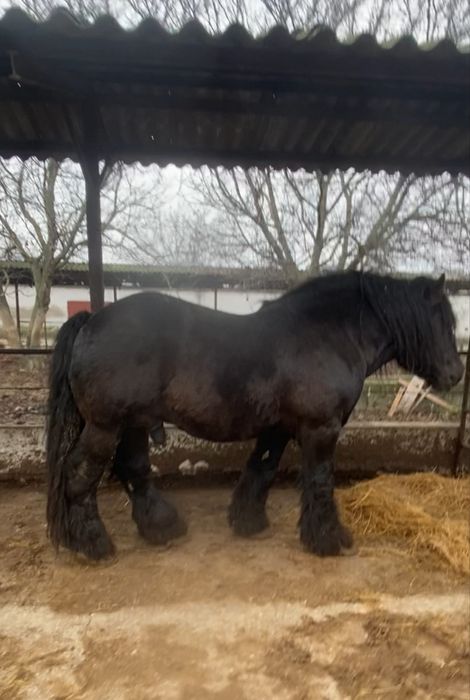 Armasar ardenez pentru monta