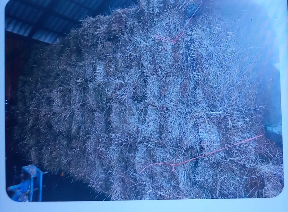 Vând 700  de baloți fân