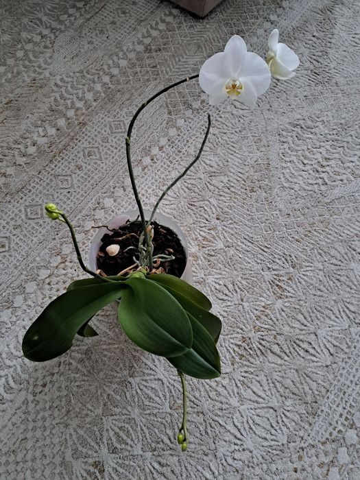 Продам орхидеи.каждая по 5000