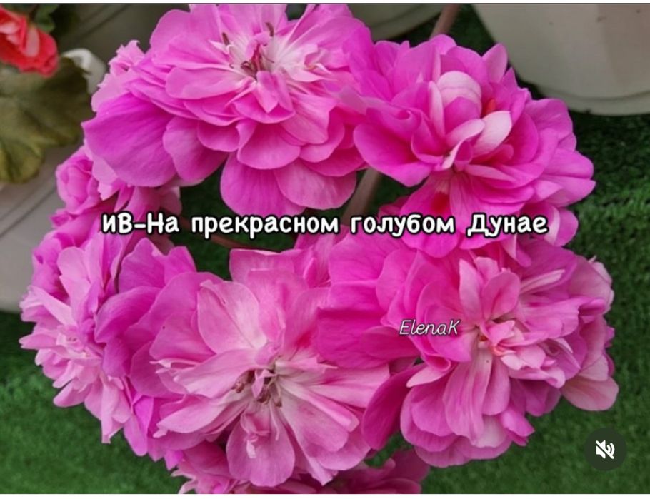 Сортовые пеларгонии в наличии