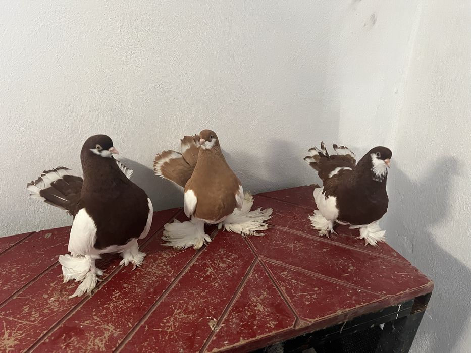 На продажу ленточный павлины