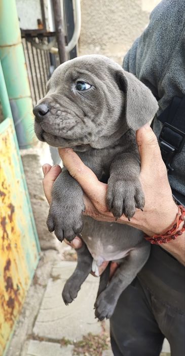 Сиви тигрови канекорсо кутрета