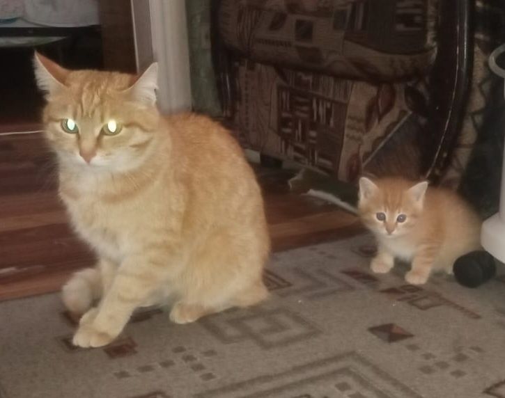 Отдам котят в добрые руки.