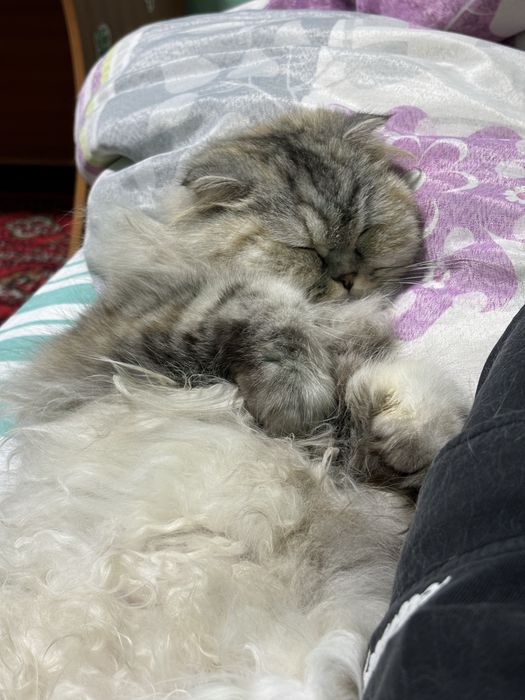 Шотладские кошки страйт