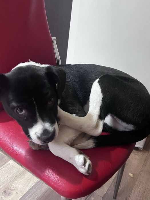 Catelusa spre adoptie responsabila