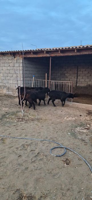 Қошқарлар сатылады