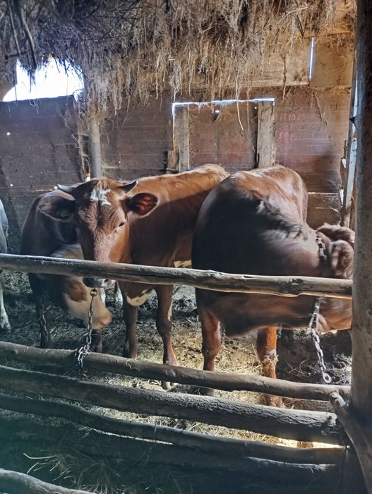 Продам молодняк 8 голов