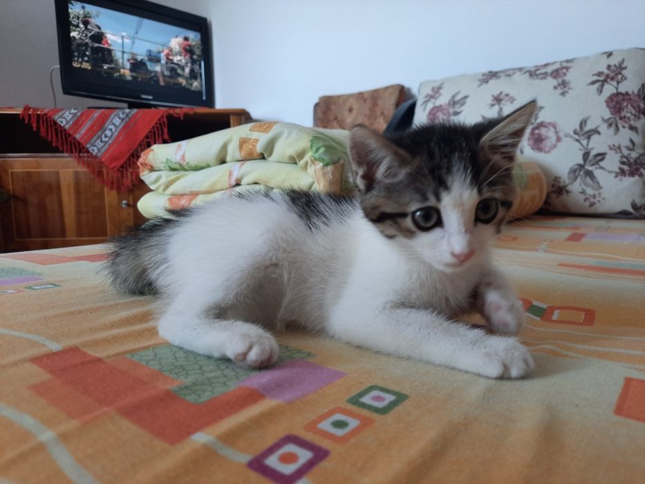 Pisica pentru adoptie