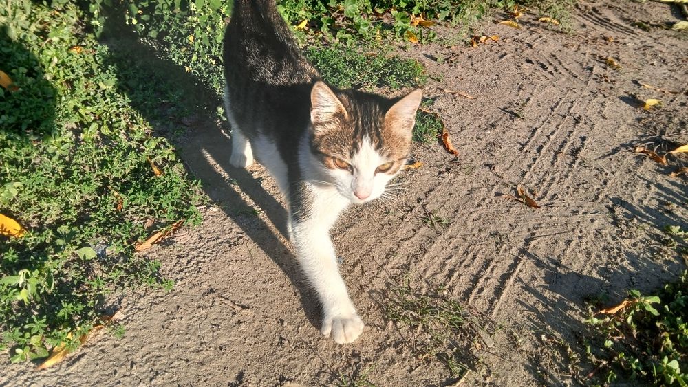 Подарявам мъжки котенца