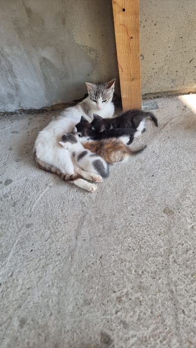 Donez 4 pui de pisica si pe mama lor . Pisica nu este a mea , m am trezit cu ea si 4 puiuti pe terasa .