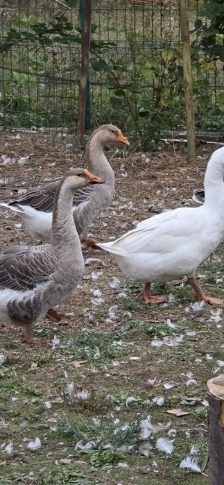 Gaste de vânzare zona Oituz/ Bacau